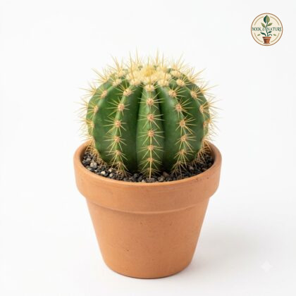 Notocactus_magnificus_cactus_nur…_202609071237