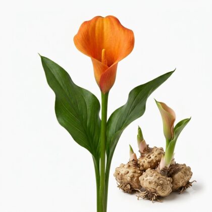 A blooming orange calla lily with green leaves and a cluster of bulbs with small sprouts beside it on a white background.