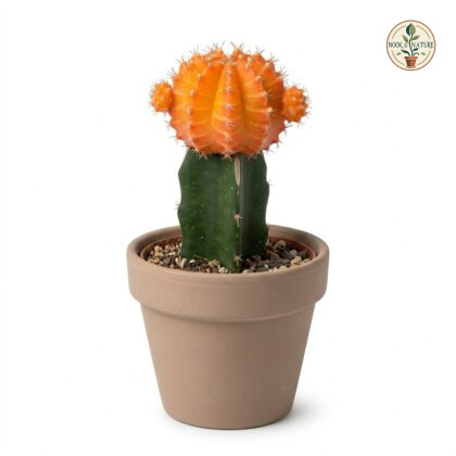 Orange_moon_cactus_in_pot_202609071237
