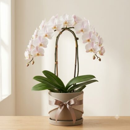 Potted orchid with an arching stem of pale blooms in a grey decorative planter tied with a ribbon.