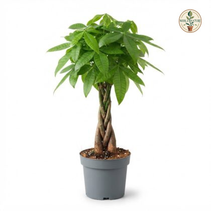 Pachira_money_tree_in_pot_202609071237