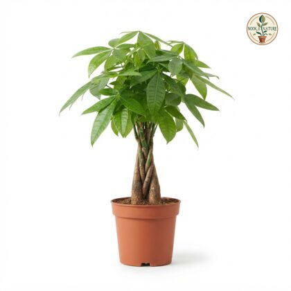 Pachira_plant_in_nursery_pot_202609071237