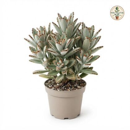 Panda_plant_in_nursery_pot_202609071237