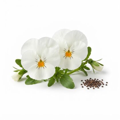 Two white pansy flowers with yellow centers and a small pile of seeds on a white background.