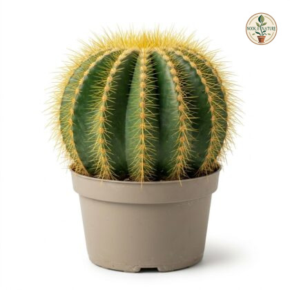 Parodia_Magnifica_cactus_studio_…_202609071237
