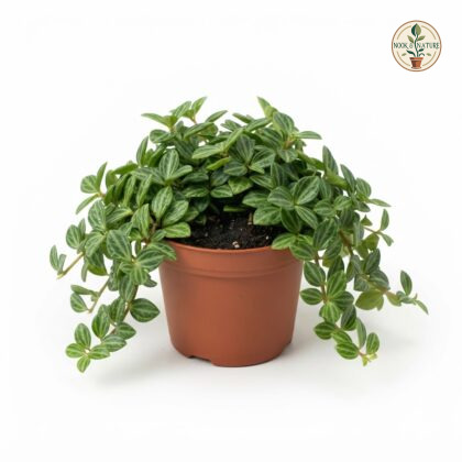 Peperomia_Angulata_in_nursery_pot_202609071237