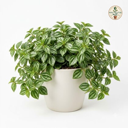 Peperomia_Brasilia_plant_nursery…_202609071237