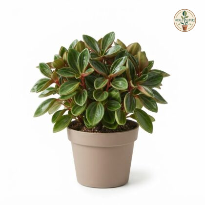 Peperomia_Buenos_Aires_plant_202609071237