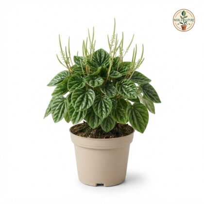 Peperomia_Caperata_Green_plant_202609071237