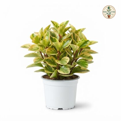 Peperomia_Golden_Gate_in_pot_202609071237