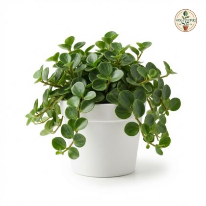 Peperomia_Hope_plant_in_pot_202609071237