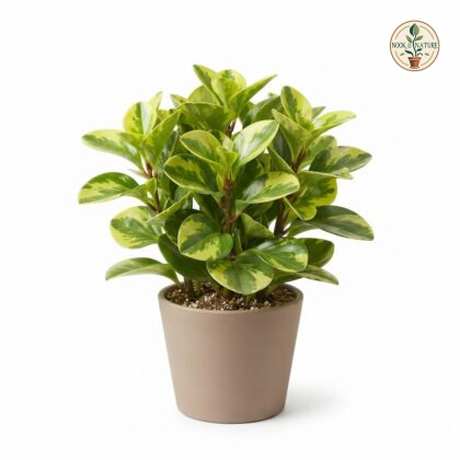 Peperomia_Lemon_Lime_plant_nursery_202609071237