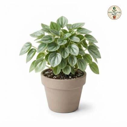 Peperomia_Moonlight_plant_nurser…_202609071237