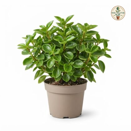 Peperomia_Orba_Green_plant_202609071237