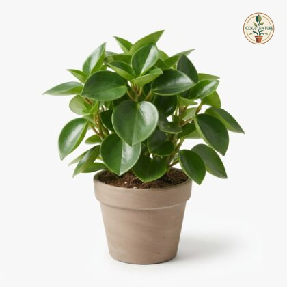 Peperomia_Raindrop_in_nursery_pot_202609071237