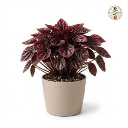 Peperomia_Red_Luna_plant_nursery…_202609071237