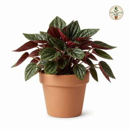 Peperomia_Rosso_plant_in_pot_202609071237