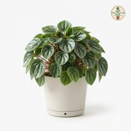 Peperomia_Verschaffeltii_in_nurs…_202609071237