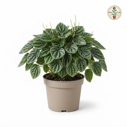 Peperomia_caperata_in_nursery_pot_202609071237