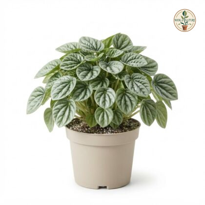 Peperomia_caperata_moonlight_in_pot_202609071237