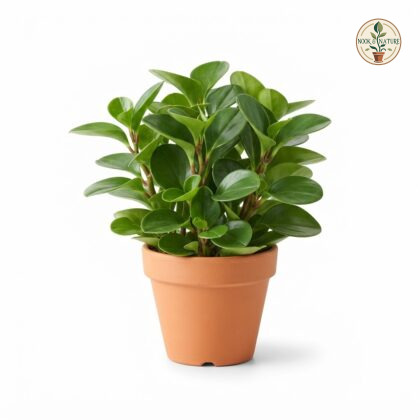 Peperomia_green_plant_in_pot_202609071237