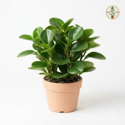 Peperomia_obtusifolia_green_plant_202609071237