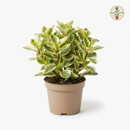 Peperomia_orba_variegated_in_pot_202609071237
