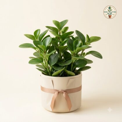 Peperomia plant in a cream planter tied with a ribbon against a light background.
