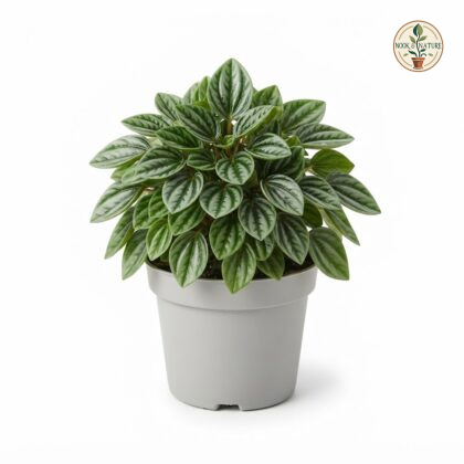 Peperomia_plant_in_nursery_pot_202609071237_2