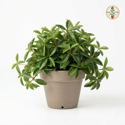 Peperomia_puteolata_nursery_phot…_202609071237