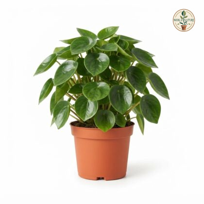 Peperomia_tanaman_nursery_plant_…_202609071237