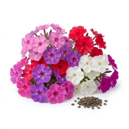 Cluster of colorful phlox flowers in shades of pink, purple, red, and white with a pile of dark seeds in front against a