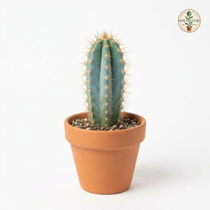 Pilosocereus_glaucescens_cactus_…_202609071237