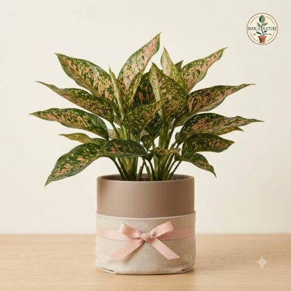 Pink Aglaonema plant in a beige ceramic planter wrapped with fabric and tied with a pink ribbon.