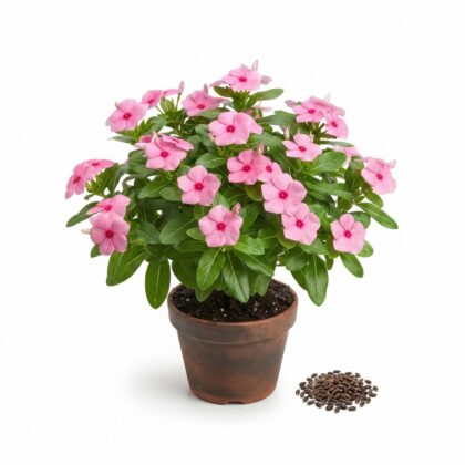 Potted plant with pink flowers and a small pile of dark seeds beside it on a white background.