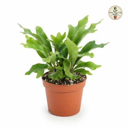 Platycerium_Wandae_nursery_photo…_202609071237