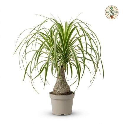 Ponytail_palm_in_nursery_pot_202609071237