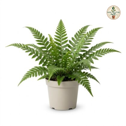 Potted_Asplenium_Lemkasii_plant_202609071237
