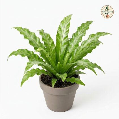 Potted_Asplenium_Silver_Wing_plant_202609071237