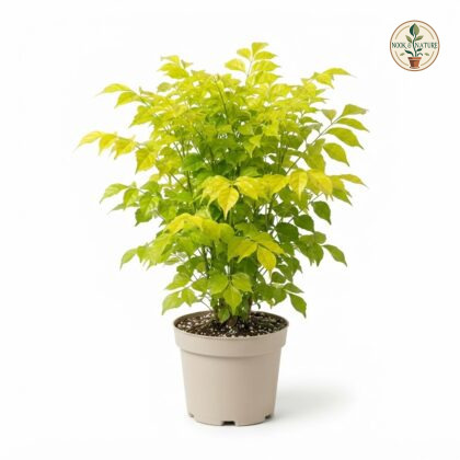 Radermachera_Golden_plant_photog…_202609071237