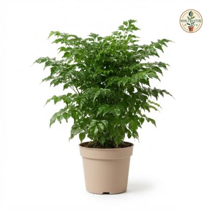 Radermachera_Green_plant_in_pot_202609071237