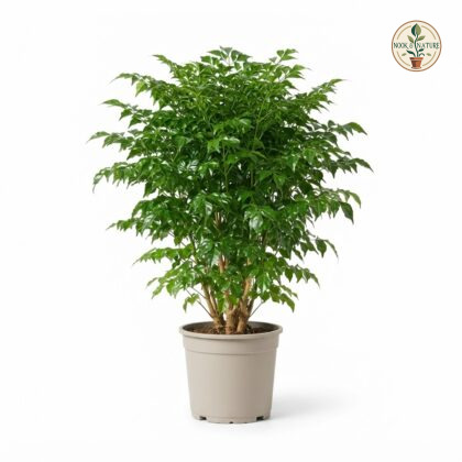 Radermachera_plant_in_nursery_pot_202609071237