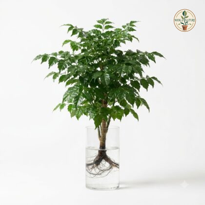 Radermachera_plant_watering_cont…_202609071237