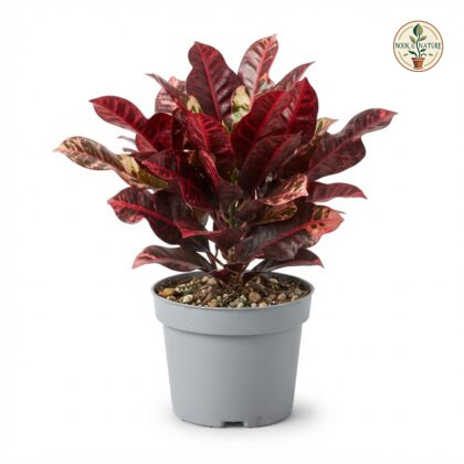 Red_Machera_Plant_202609071237