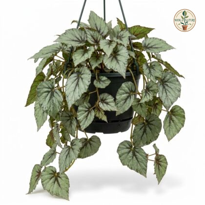 Rex_Begonia_Fedor_Hanging_plant_202609071237