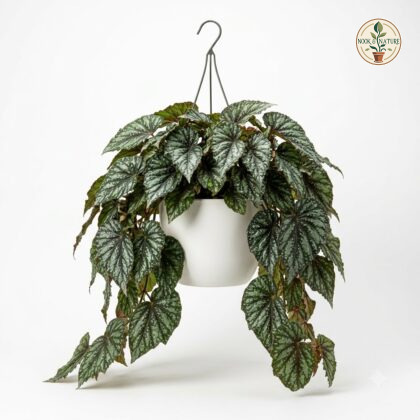 Rex_Begonia_Speculata_hanging_plant_202609071237