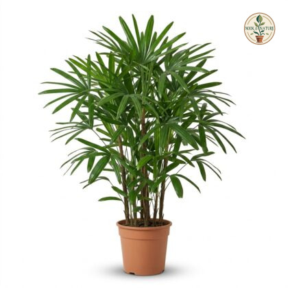 Rhapis_Excelsa_Palm_nursery_phot…_202609071237