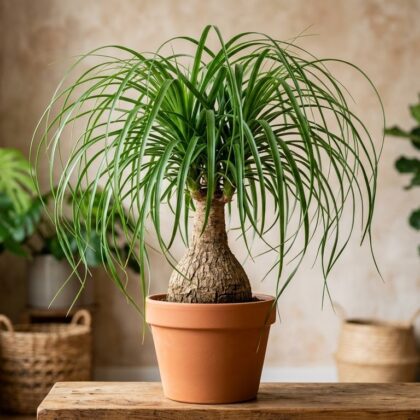 Ponytail Palm