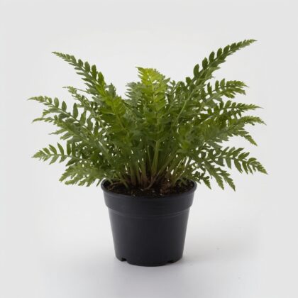 Asplenium Antiquum Osaka fern in a black plastic pot against a white background.