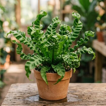 Asplenium Cobra